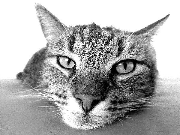 Cat eyes intense