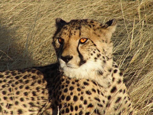 Chetaah in sun