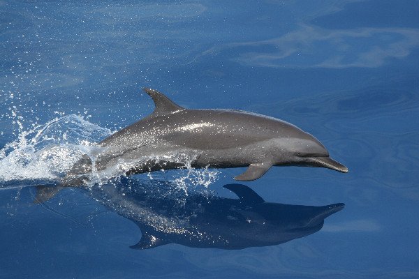 Dolphin jumping swimming in blue sea