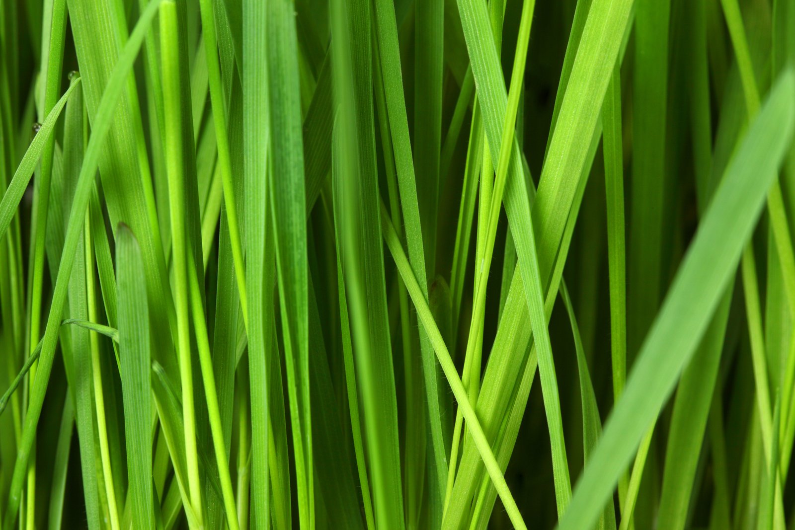 green grass texture photopublicdomain com candy corn christmas tree