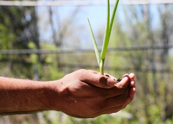 Growing plant in hand Sweden