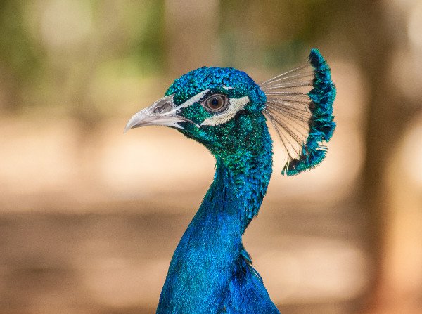 Peacock colorful blue green