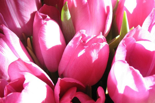 Bouquet of pink tulips