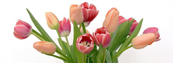 Pink and white tulips bouquet