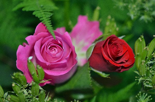 Roses in different colors and green leaves