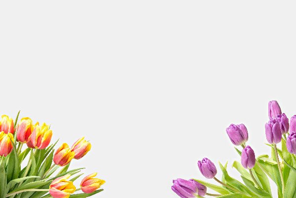 Tulips in different colors on white background copyspace