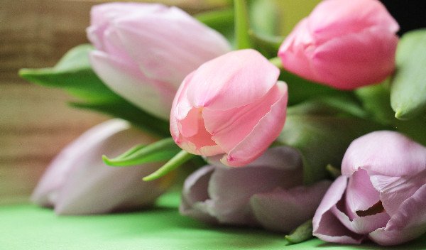 Tulips in pink and purple